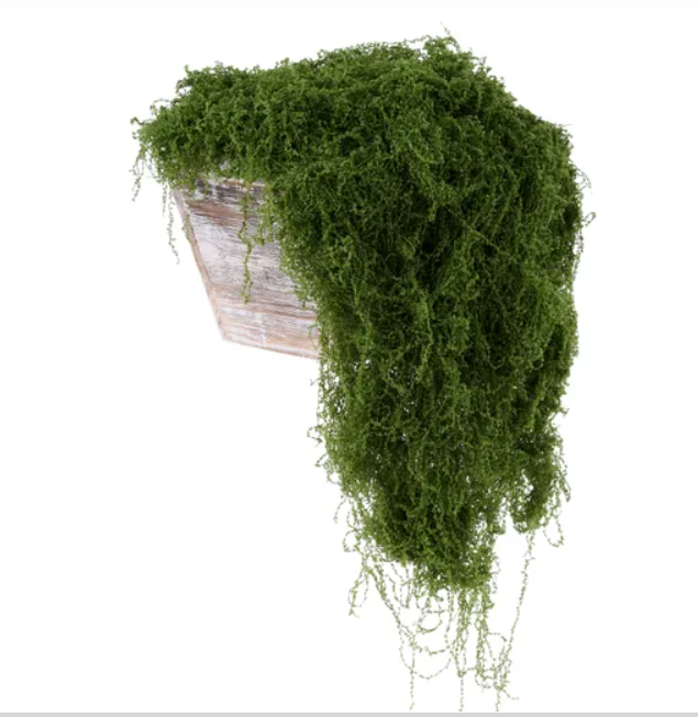 A potted plant with a lush, green, cascading growth covering the entire container.