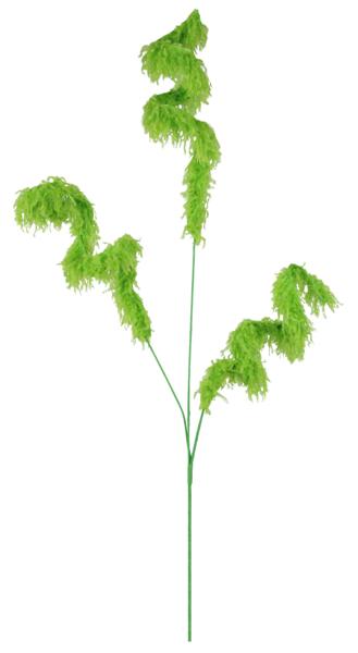 a tall green plant with lots of leaves