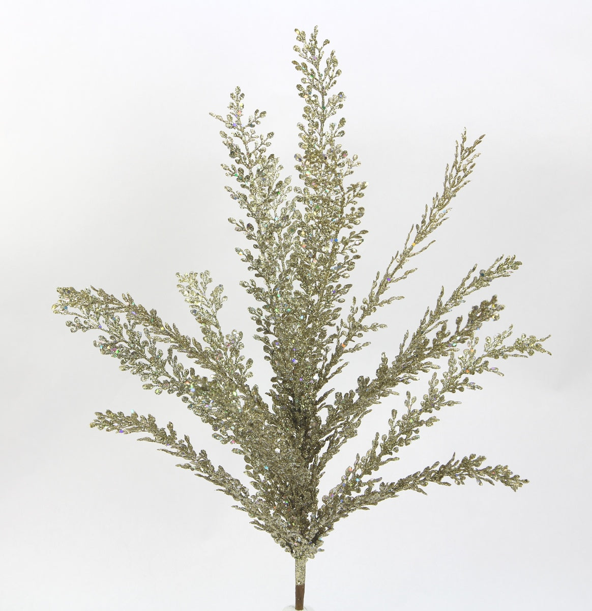 A single, tall, leafy plant with a dense, intricate structure of small, delicate leaves.