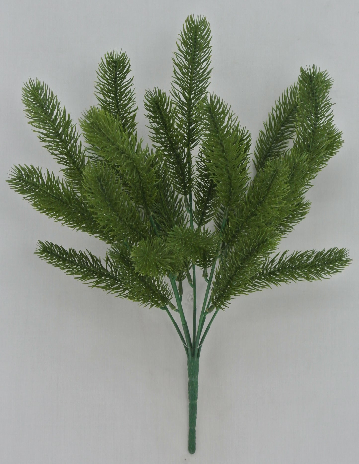A branch of a green plant with long, thin leaves arranged in a fan-like shape against a plain background.
