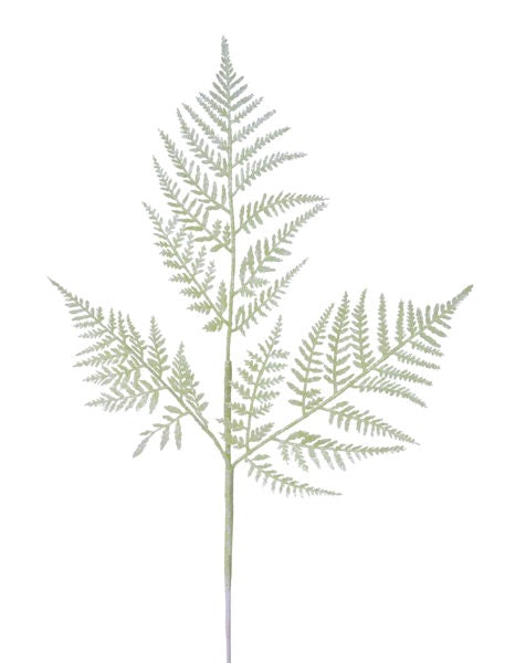 a plant with green leaves on a white background