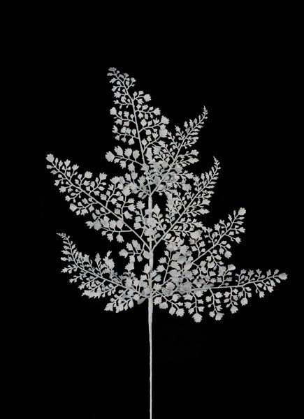 a black and white photo of a tree