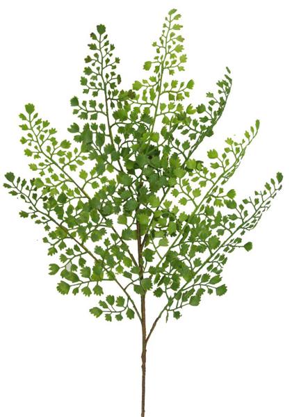 a plant with green leaves on a white background