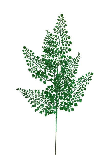 a plant with green leaves on a white background