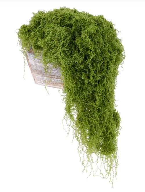 A potted plant with a dense, lush growth of green moss covering the entire container.