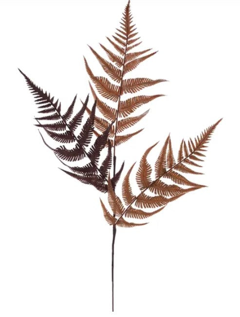 a close-up view of a fern plant with its distinctive fronds.