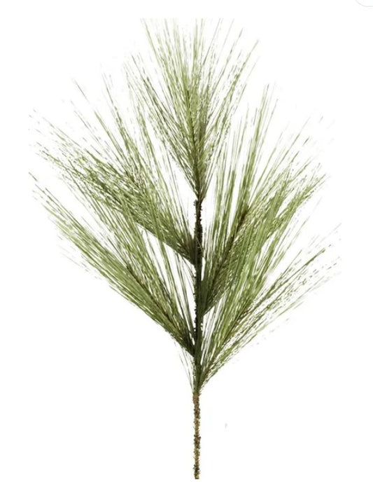 A single pine tree branch with long, thin needles.