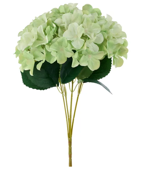 A bouquet of light green hydrangea flowers with dark green leaves.