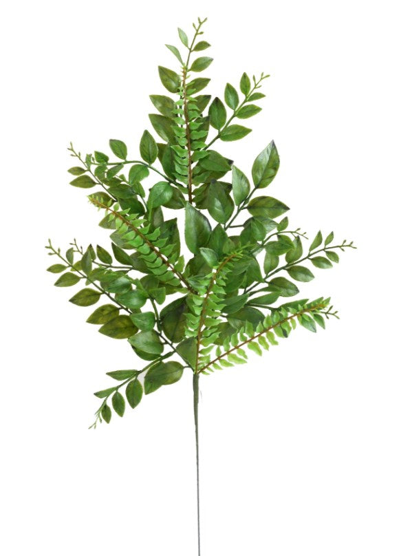 a plant with green leaves on a white background