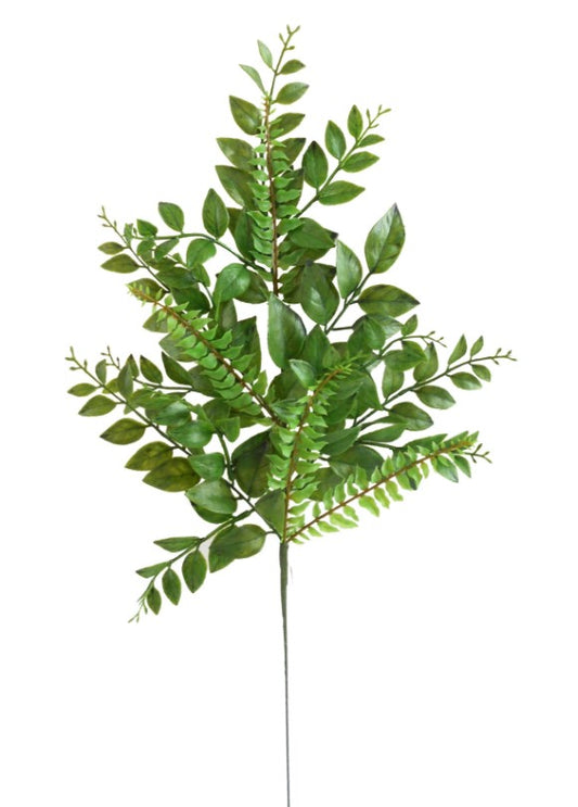 a plant with green leaves on a white background