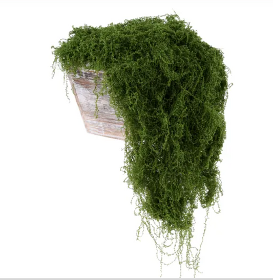 A potted plant with a lush, green, cascading growth covering the entire container.