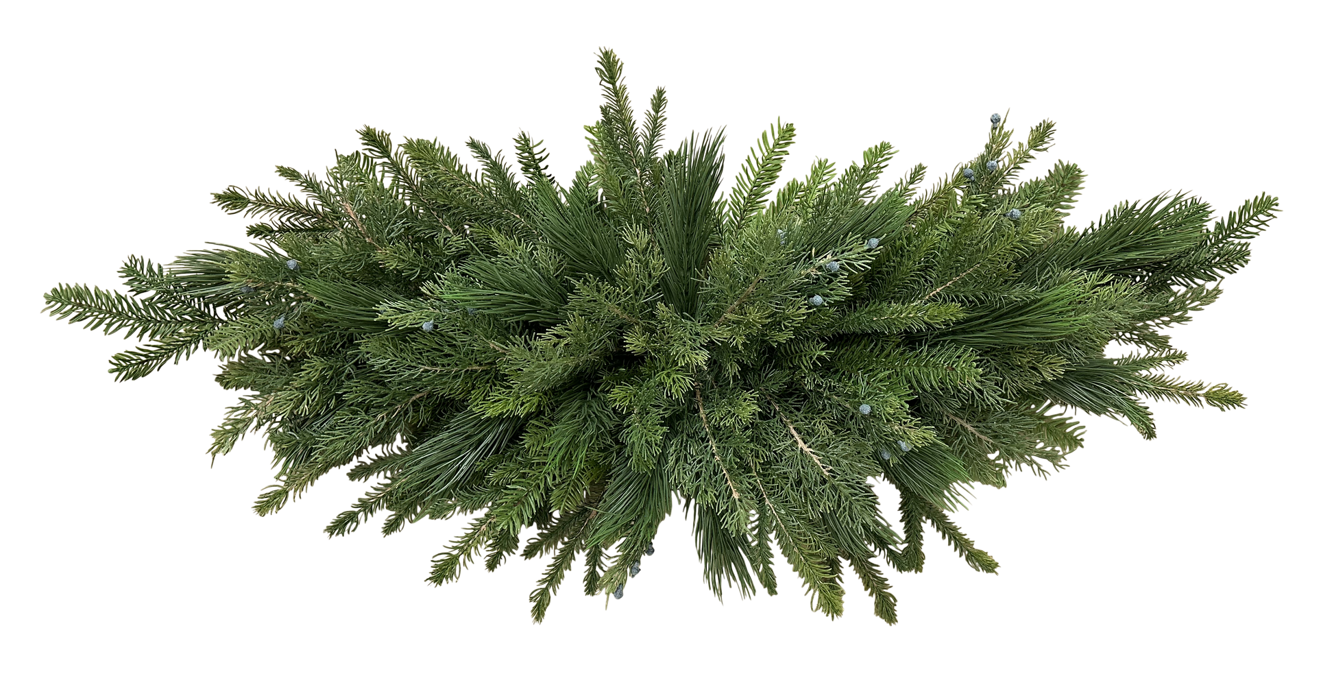A lush, dense cluster of evergreen branches with green needles against a black background.