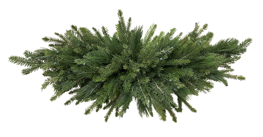 A lush, dense cluster of evergreen branches with green needles against a black background.
