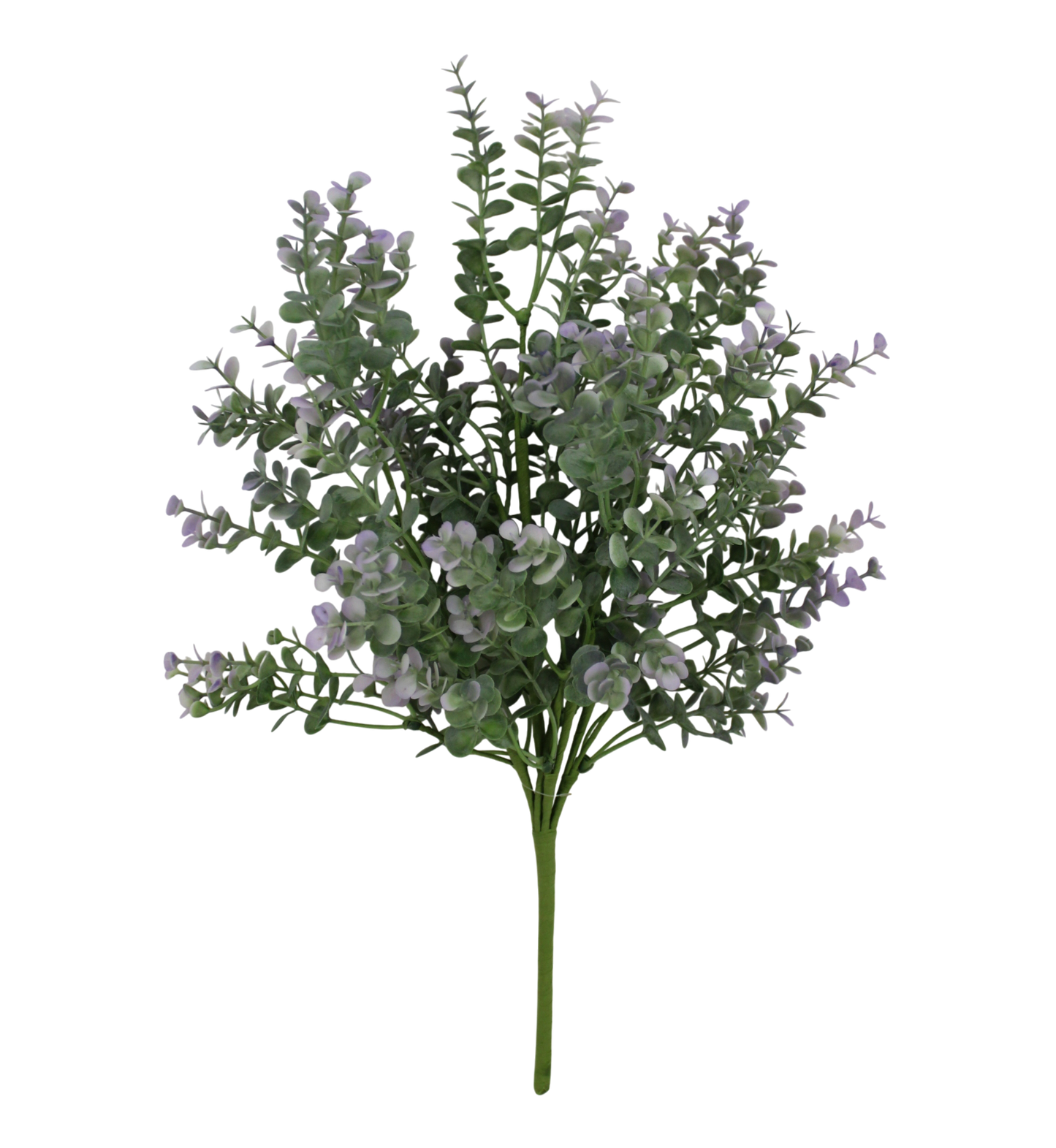 A cluster of small, green leaves with delicate white flowers against a black background.