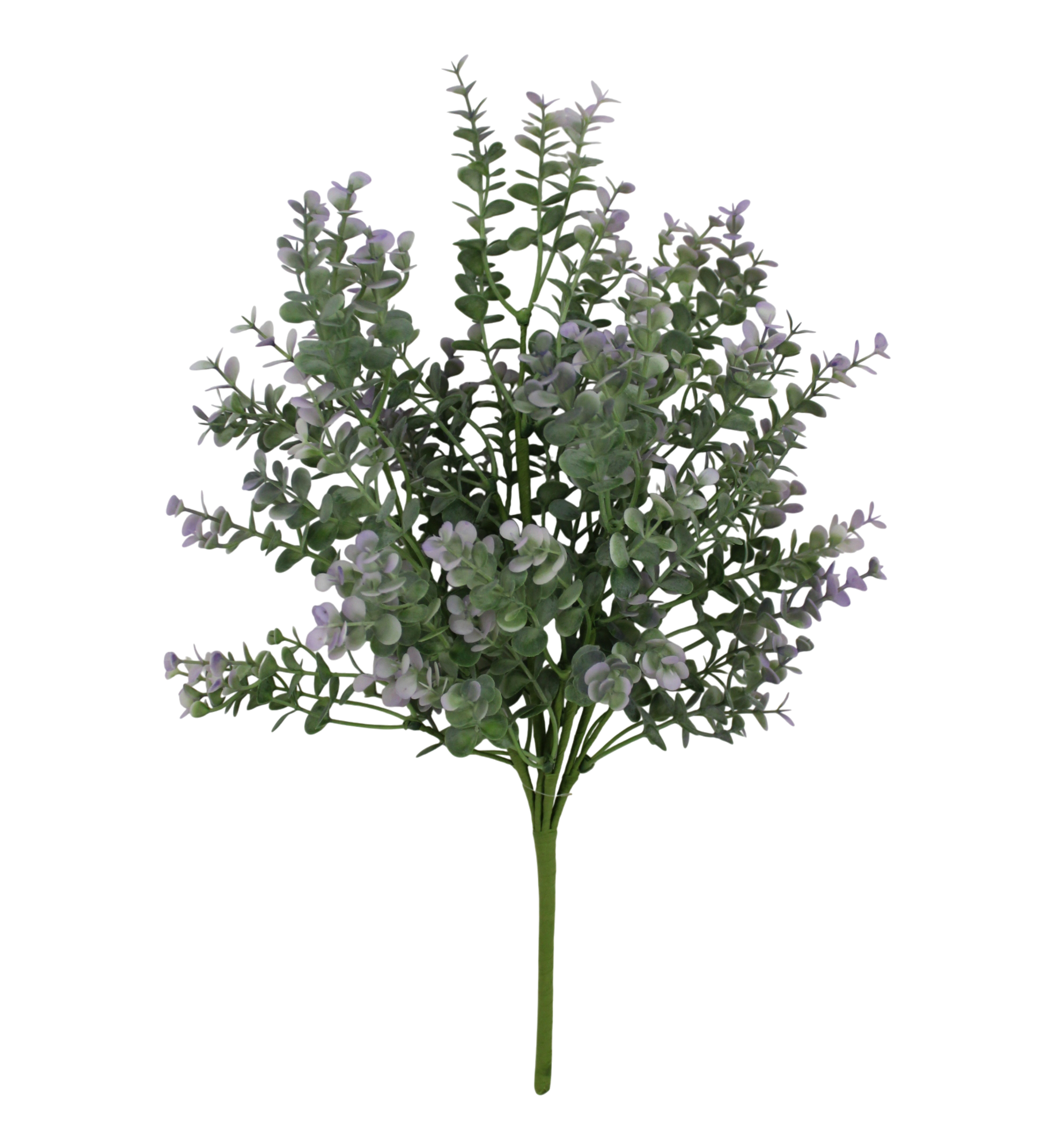 A cluster of small, green leaves with delicate white flowers against a black background.