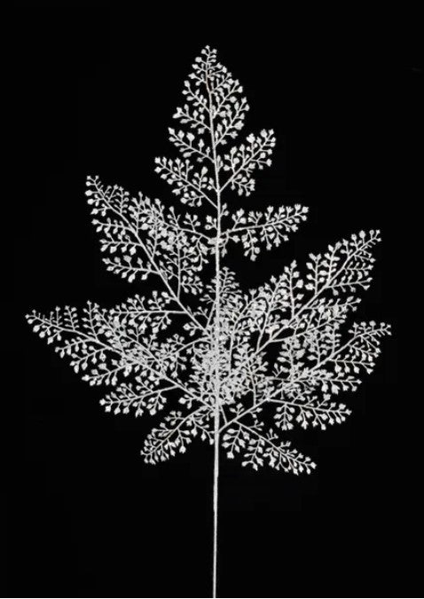 A black and white image of a leafy plant with intricate, delicate patterns.