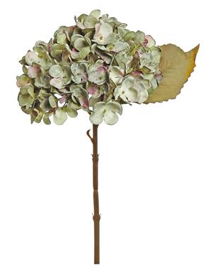 a plant with green leaves on a white background