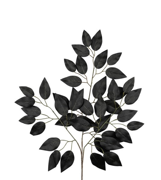 a plant with black leaves on a white background