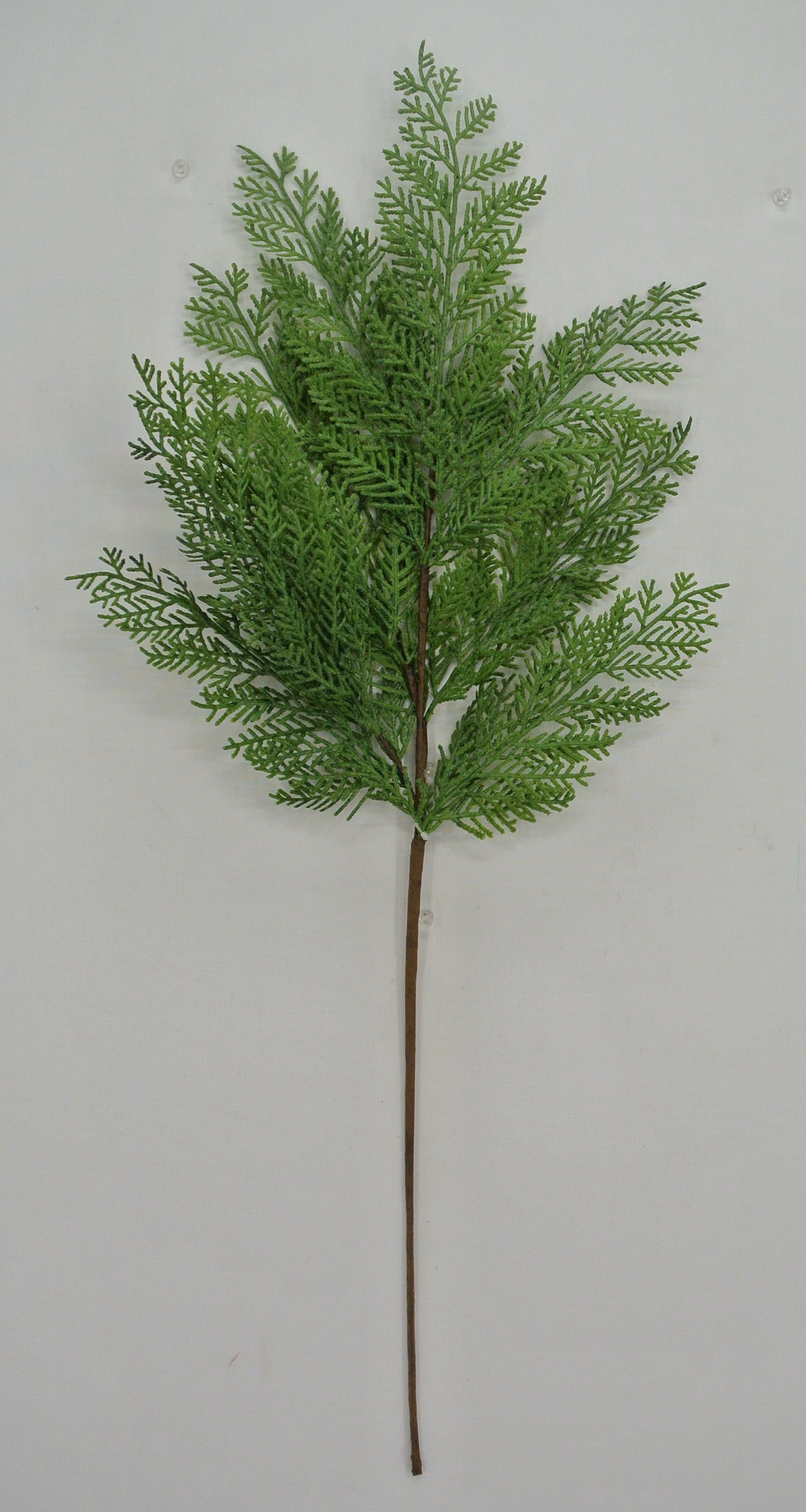 A single, green plant with long, thin leaves is displayed against a plain white background.