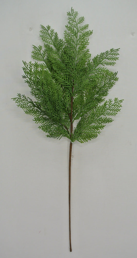 A single, green plant with long, thin leaves is displayed against a plain white background.
