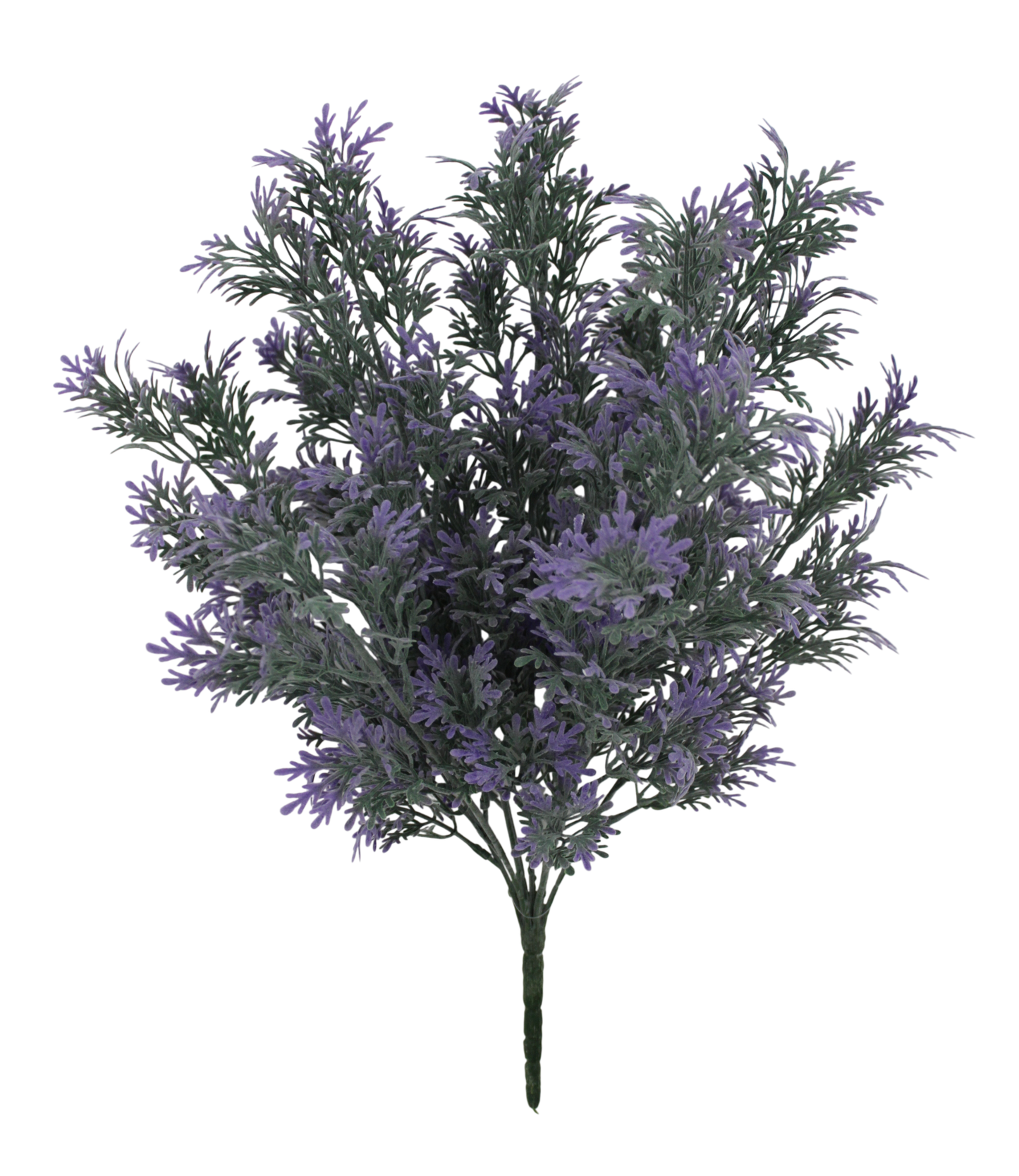 A close-up view of a cluster of lavender flowers against a black background.