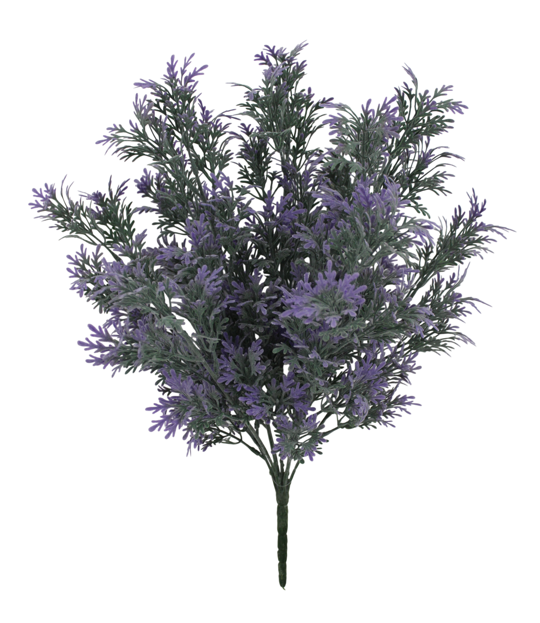 A close-up view of a cluster of lavender flowers against a black background.