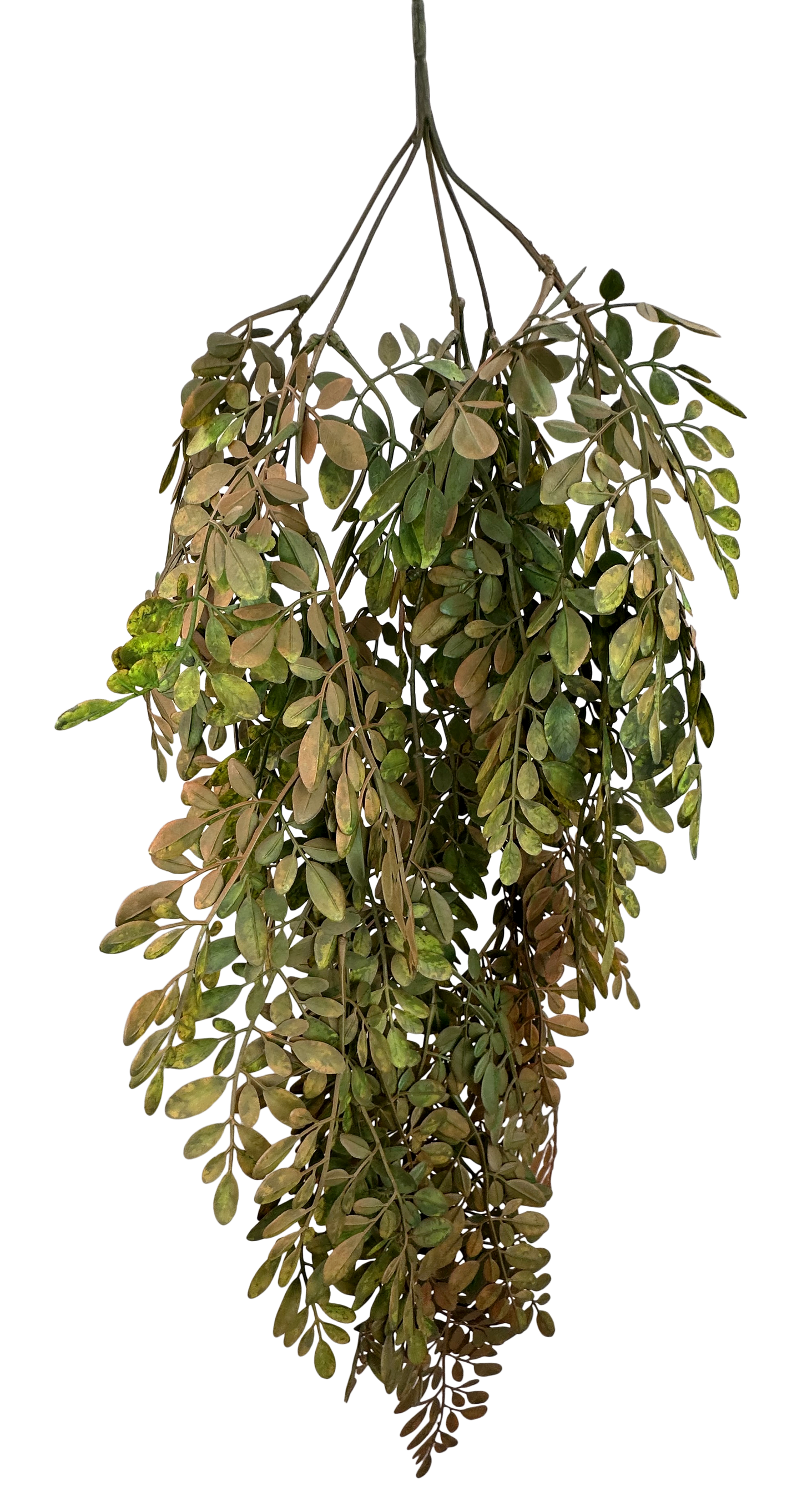 A bunch of green and brown leaves hanging from a stem.