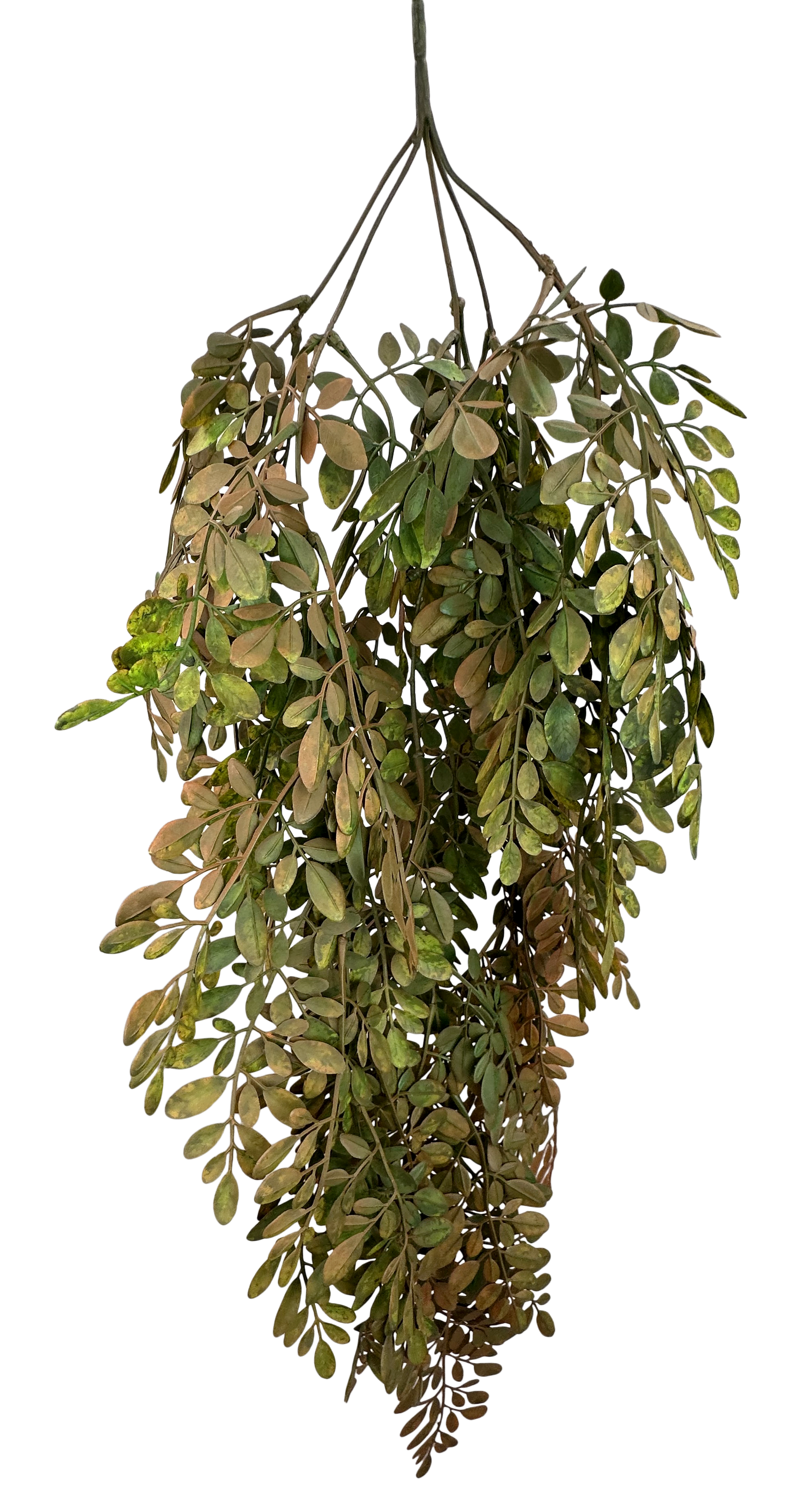 A bunch of green and brown leaves hanging from a stem.