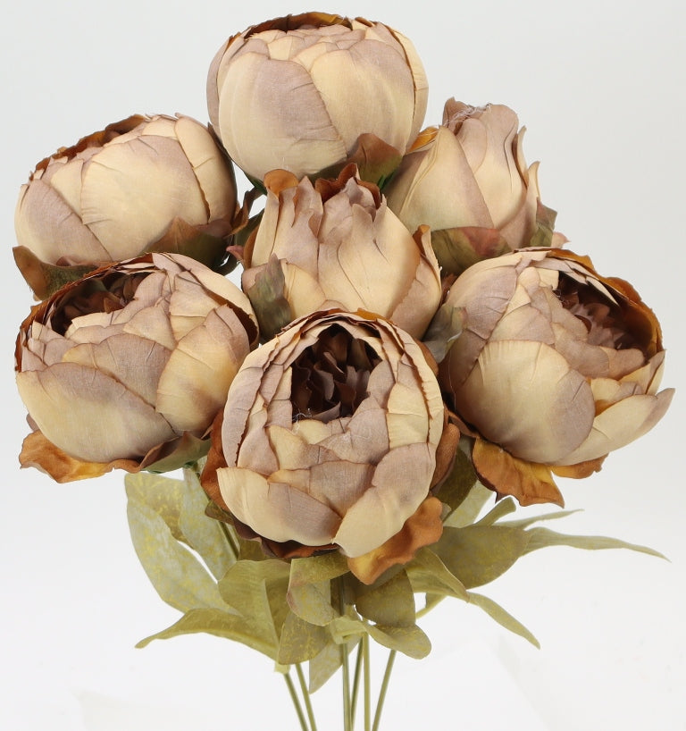 A bouquet of six light brown peony flowers with green leaves.
