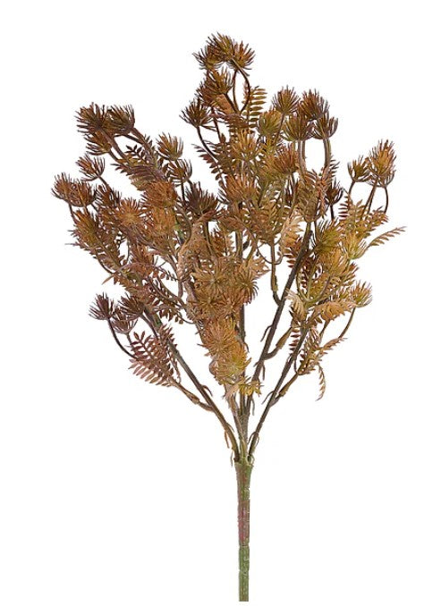 a plant with brown, spiky leaves and a green stem.