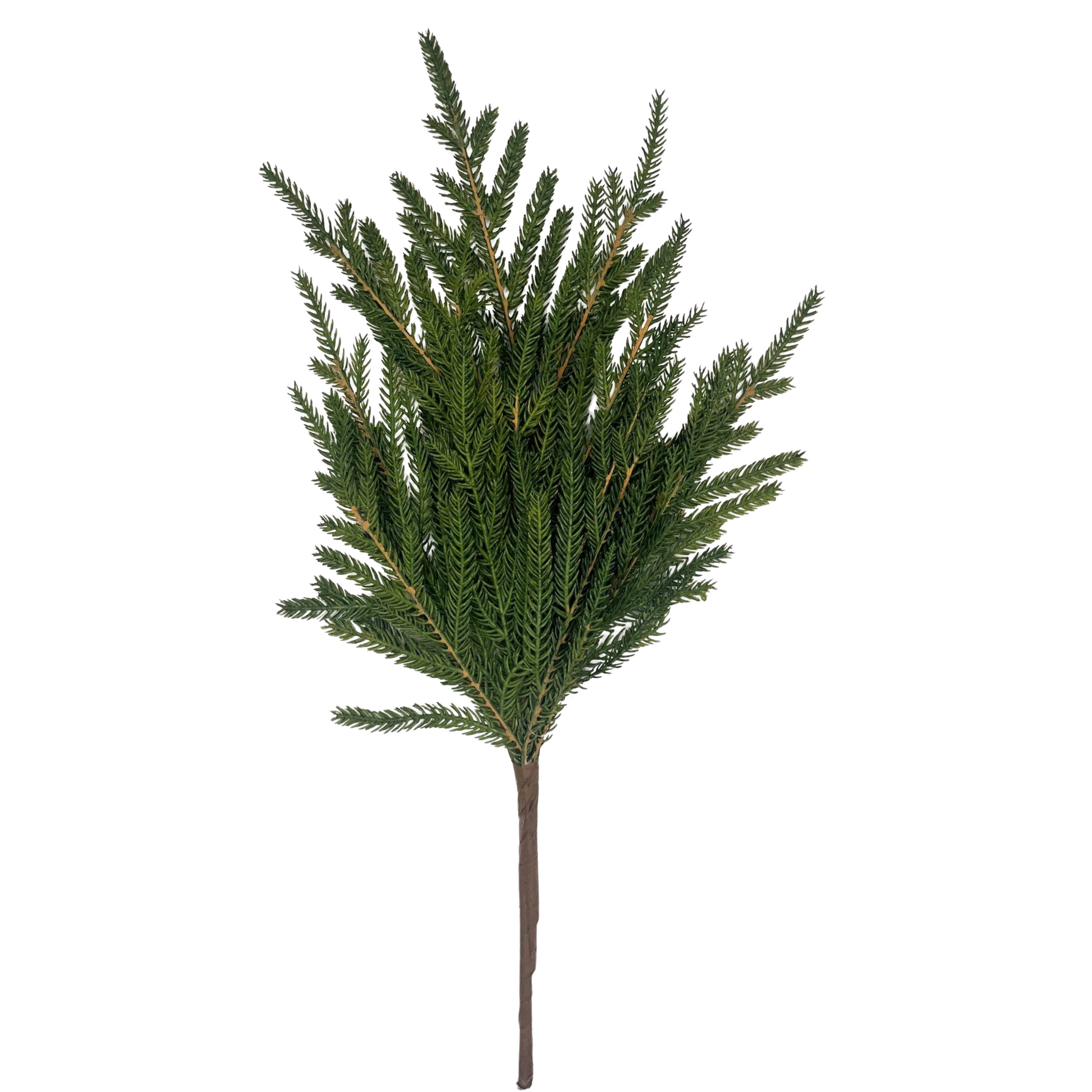 a tall green plant with lots of leaves