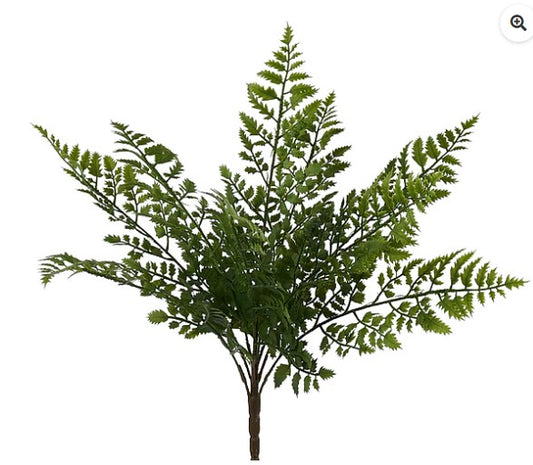 A lush, green fern plant with long, thin leaves arranged in a fan-like pattern.