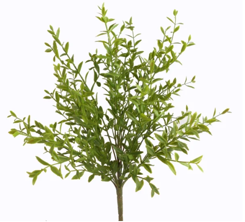 A small, green plant with numerous leaves, resembling a small tree or shrub.