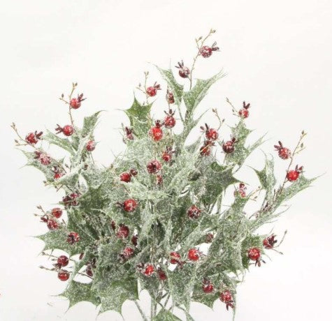 a plant with red berries and green leaves