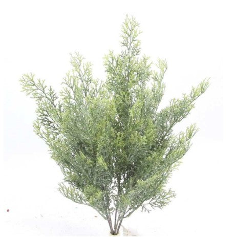 a small tree with green leaves on a white background