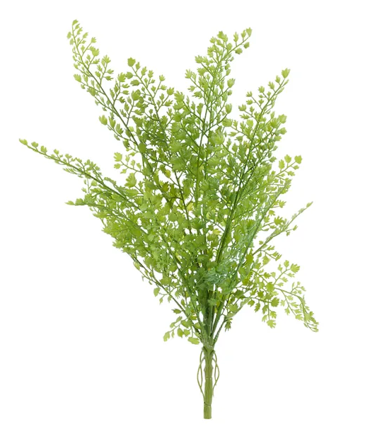 A single, lush green plant with numerous small leaves and branches, creating a dense, bushy appearance.