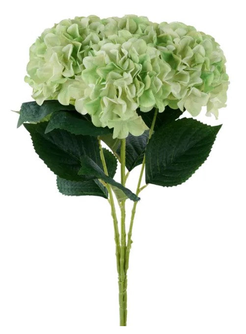A bouquet of light green hydrangea flowers with dark green leaves.