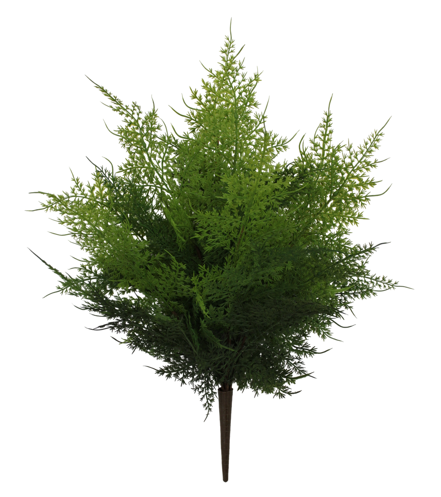 A lush, green tree with numerous branches and leaves stands prominently against a black background.