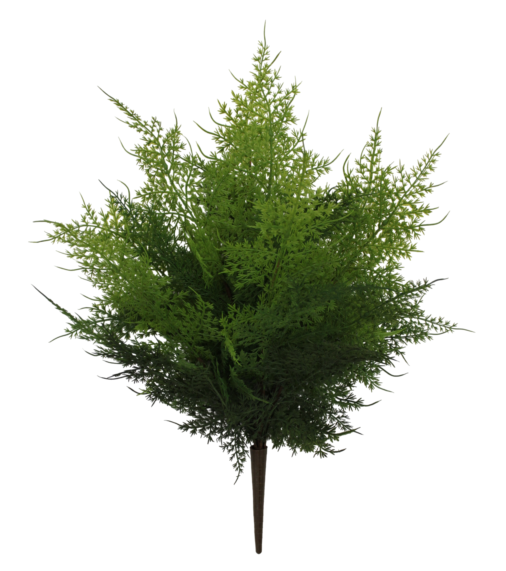 A lush, green tree with numerous branches and leaves stands prominently against a black background.