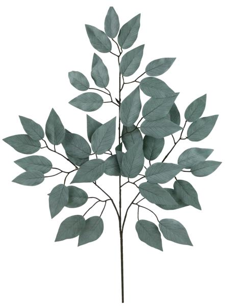 a green plant with leaves on a white background