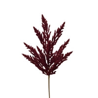 A single, upright, dark red leaf with multiple pointed fronds.