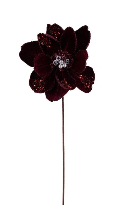 A single, large burgundy flower with a central white center and a stem.