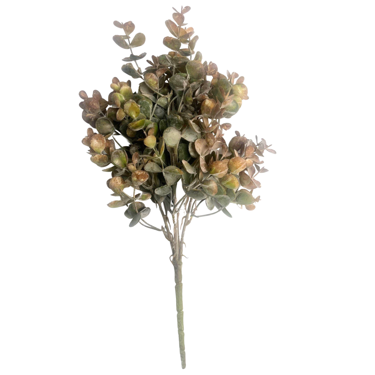 A single plant stem with green leaves and brown flowers.