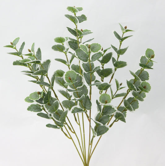A cluster of green leaves with small buds, arranged in a way that they appear to be growing upwards.