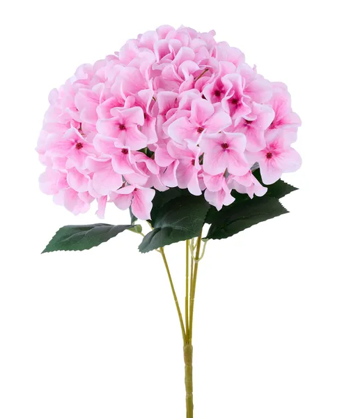 A bouquet of pink hydrangea flowers with green leaves.