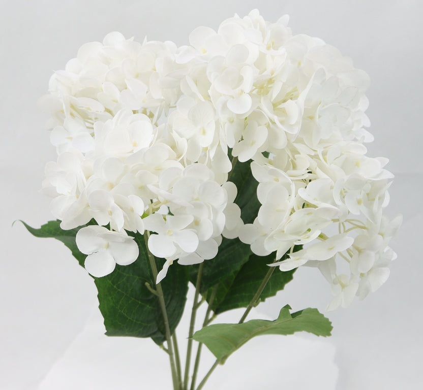 A bouquet of beautiful white hydrangea flowers with green leaves.