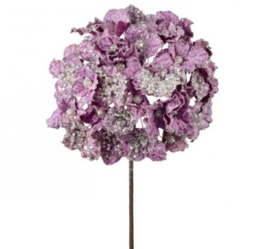 A single, full-bloomed purple flower with a round shape and numerous small white flowers.