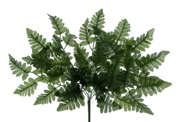 A cluster of green fern-like leaves against a white background.