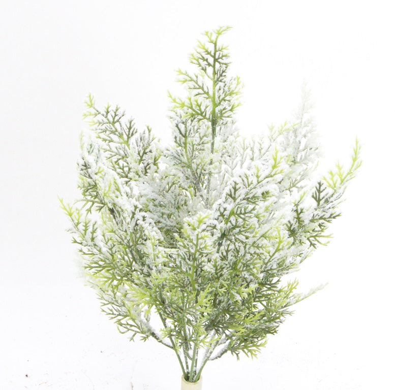A bunch of green, snow-covered pine branches against a white background.
