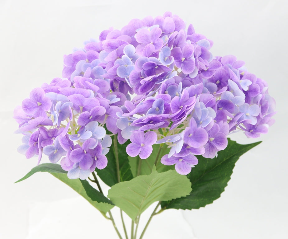 A bouquet of beautiful purple hydrangea flowers with green leaves.